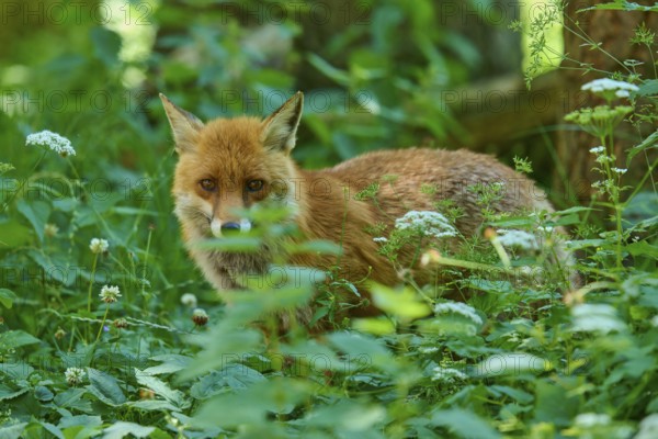 A fox half-hiding behind plants in the dense forest floor, red fox (Vulpes vulpes), Schleswig-Holstein, Germany