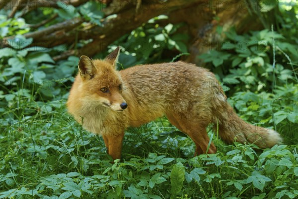 Fox in the countryside, attentively observing its surroundings, red fox (Vulpes vulpes), Schleswig-Holstein, Germany