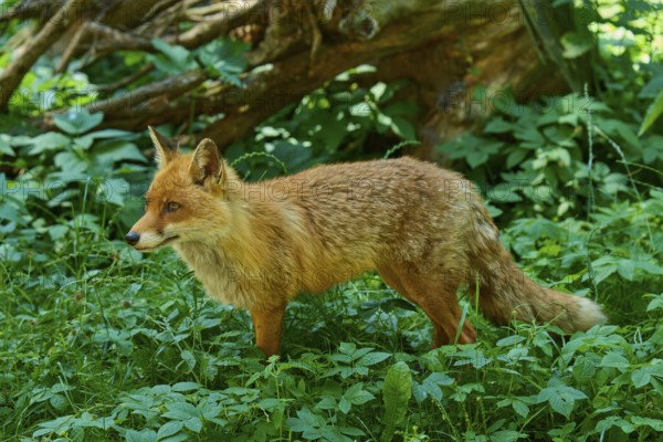 Fox in the green, standing attentively on the forest floor, red fox (Vulpes vulpes), Schleswig-Holstein, Germany
