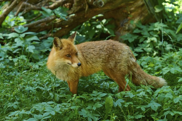 A fox stands attentively in the green undergrowth of a forest and looks to the side, red fox (Vulpes vulpes), Schleswig-Holstein, Germany