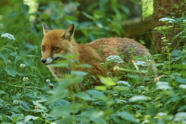 Red fox sitting in the green thicket of the forest, surrounded by dense foliage, Red fox (Vulpes vulpes), Schleswig-Holstein, Germany