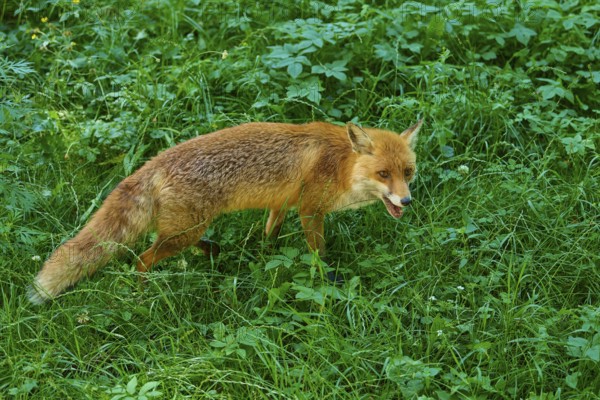 A fox moves in a meadow in the forest and looks ahead, red fox (Vulpes vulpes), Schleswig-Holstein, Germany
