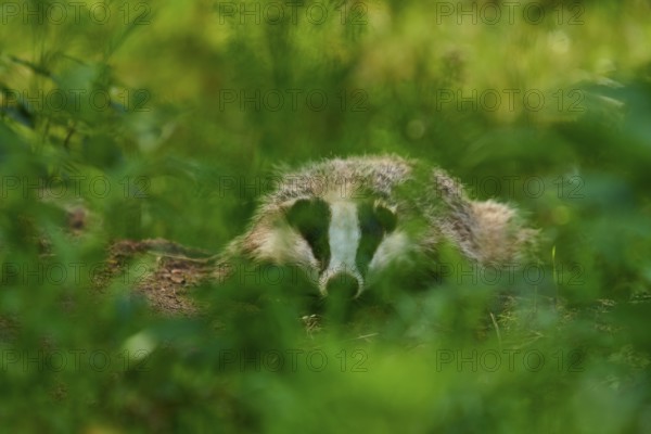 A badger hides well camouflaged in the deep green of the forest, Badger (Meles meles), Hesse, Germany