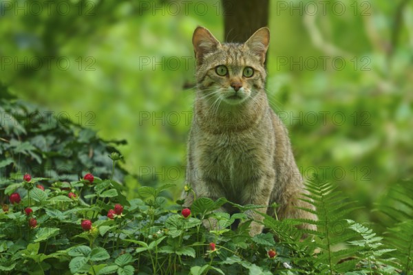 A wildcat sits on grasses and wild strawberries in the forest and looks around attentively, Wildcat (Felis silvestris silvestris), Hesse, Germany