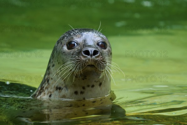 Astonished seal looking out of the water, harbour seal (Phoca vitulina), Schleswig-Holstein, Germany