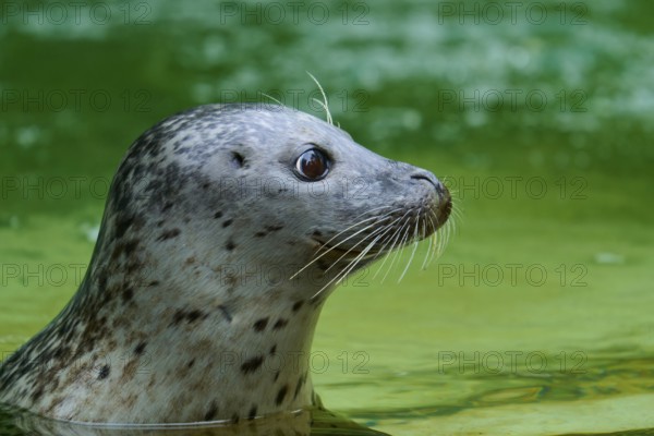 Seal in profile, swimming in green water with an attentive gaze, harbour seal (Phoca vitulina), Schleswig-Holstein, Germany