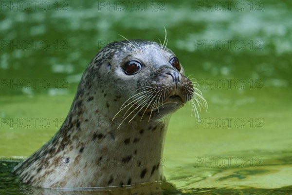 Seal looks out of the green water with attentive eyes and whiskers, harbour seal (Phoca vitulina), Schleswig-Holstein, Germany