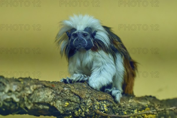 A tamarin monkey sits on a branch with a curious look in a natural environment, Liszt monkey (Saguinus oedipus), captive, Germany