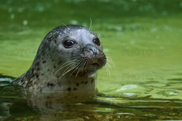 Seal surfacing on the water surface, showing a curious expression, harbour seal (Phoca vitulina), Schleswig-Holstein, Germany