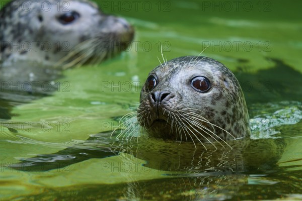 Two seals in green water, one in the foreground with a curious look, harbour seal (Phoca vitulina), Schleswig-Holstein, Germany