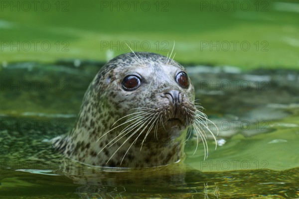Seal looking out of green water with big eyes, harbour seal (Phoca vitulina), Schleswig-Holstein, Germany