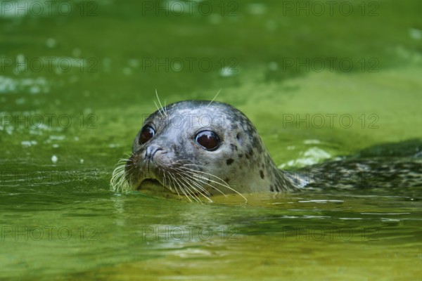 Seal surfacing in green water, showing its face and whiskers, harbour seal (Phoca vitulina), Schleswig-Holstein, Germany