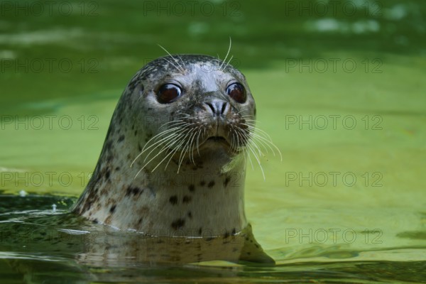 Calm seal in green water, harbour seal (Phoca vitulina), Schleswig-Holstein, Germany