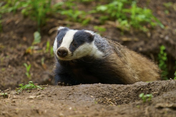 A badger exploring the forest floor, surrounded by green foliage, Badger (Meles meles), Hesse, Germany