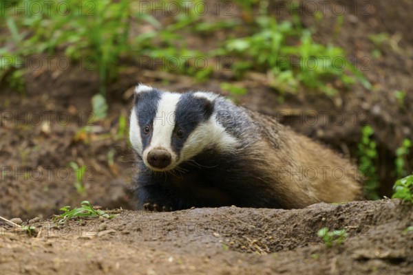 A badger crawls through the forest floor, surrounded by green vegetation, Badger (Meles meles), Hesse, Germany