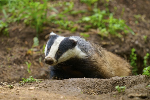A badger spies through the earth in the forest, surrounded by green vegetation, Badger (Meles meles), Hesse, Germany