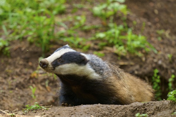 A badger in the forest on the ground, surrounded by green foliage, Badger (Meles meles), Hesse, Germany