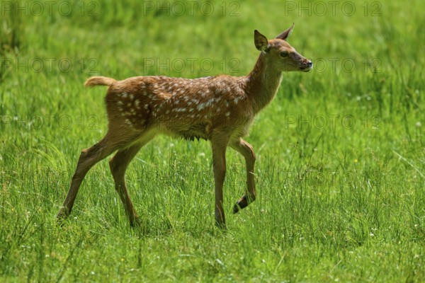 Young fawn moving playfully and lively across the green meadow, red deer (Cervus elaphus), Hesse, Germany