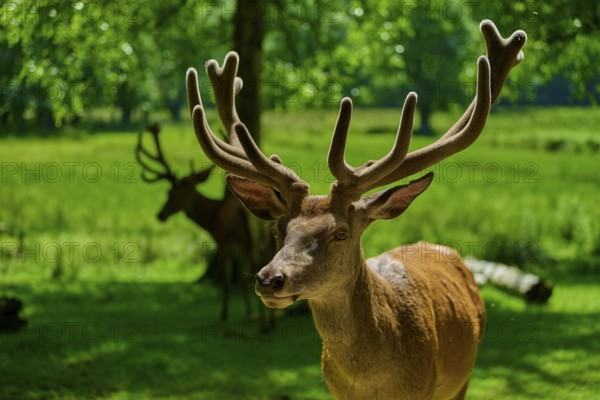 A stag with magnificent antlers stands in the green, summery forest, red deer (Cervus elaphus), Hesse, Germany