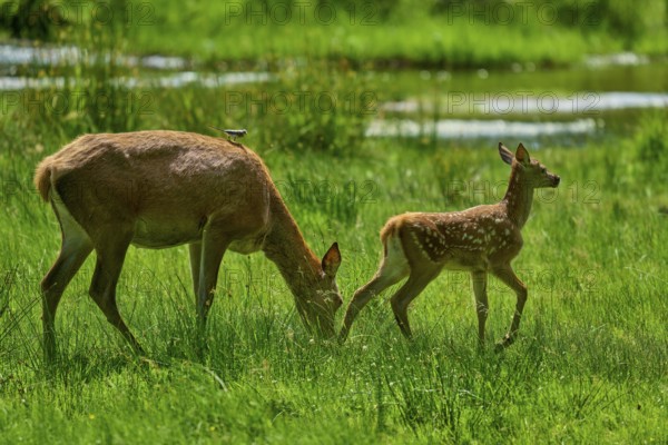 Doe leading her fawn across the meadow, both looking for food, summer environment, red deer (Cervus elaphus), Hesse, Germany