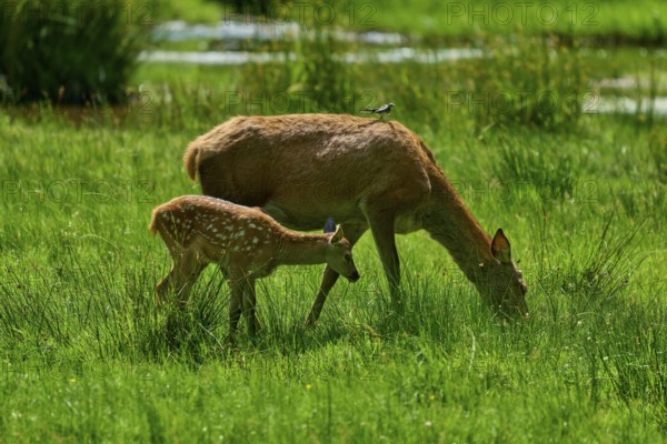 Doe and fawn grazing side by side with a bird on their backs, intimate nature scene, red deer (Cervus elaphus), Hesse, Germany