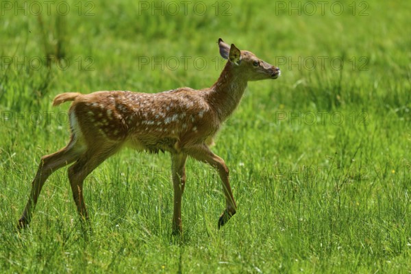 Fawn running freely across the green meadow, showing youthful energy and light-heartedness, red deer (Cervus elaphus), Hesse, Germany