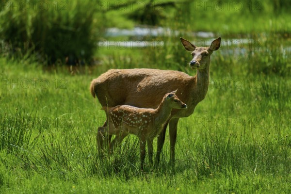 Doe and fawn standing attentively in a green meadow, surrounded by summer nature, Red deer (Cervus elaphus), Hesse, Germany