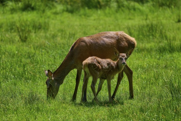 Doe and fawn grazing together in a meadow, calm and connected atmosphere, red deer (Cervus elaphus), Hesse, Germany