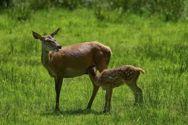Red deer (Cervus elaphus) nursing her fawn on a green meadow in natural surroundings, protective effect, Hesse, Germany