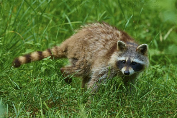 An attentive raccoon moves through a green meadow in the forest, raccoon (Procyon lotor), Hesse, Germany