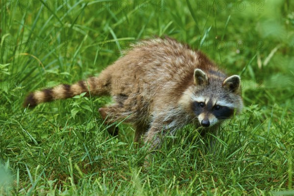 A raccoon attentively roaming the tall grass in the forest, raccoon (Procyon lotor), Hesse, Germany
