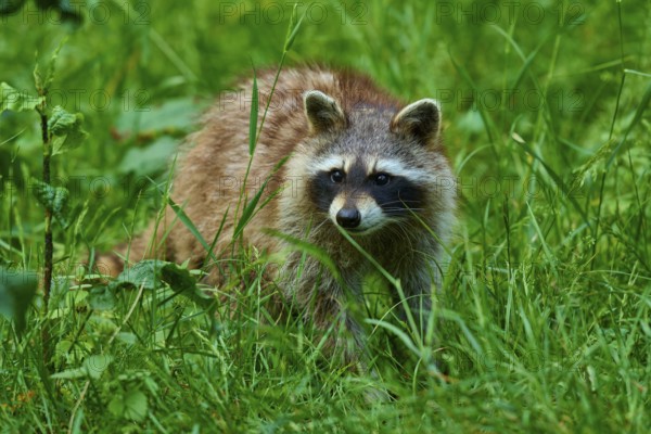 A raccoon stands at attention in the dense, green grass of a forest, raccoon (Procyon lotor), Hesse, Germany