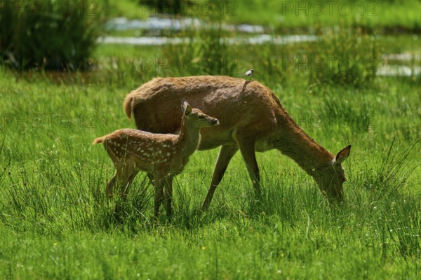 Doe with fawn grazing while a bird sits on her back, harmonious nature picture, red deer (Cervus elaphus), Hesse, Germany