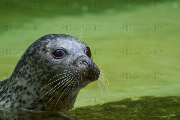 Calm seal in green water, harbour seal (Phoca vitulina), Schleswig-Holstein, Germany