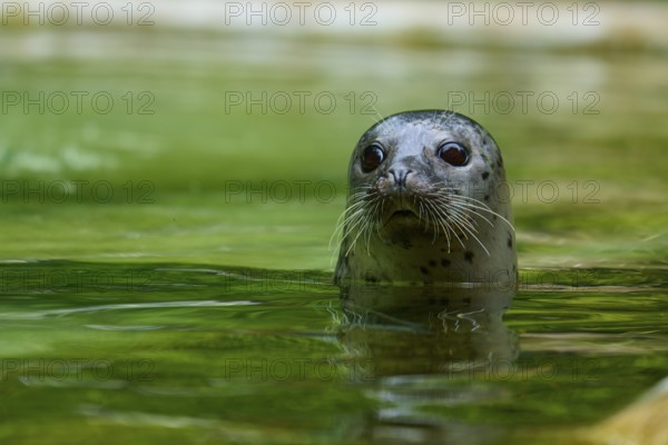 Curious looking seal in the water, harbour seal (Phoca vitulina), Schleswig-Holstein, Germany