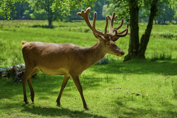 Stag with antlers running through summery, green surroundings, red deer (Cervus elaphus), Hesse, Germany