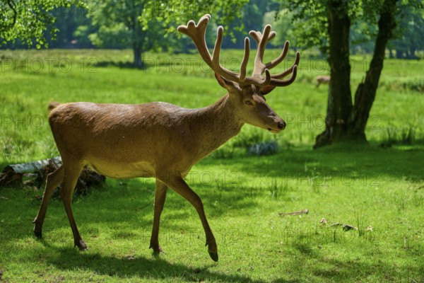 A stag with antlers walks in a sunlit forest, red deer (Cervus elaphus), Hesse, Germany