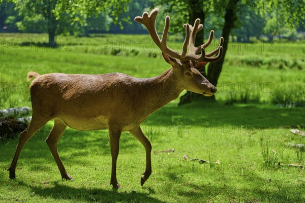 A stag with antlers moves calmly through the green landscape, red deer (Cervus elaphus), Hesse, Germany