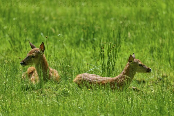 Two fawns lying relaxed next to each other in the tall grass, peaceful nature atmosphere, red deer (Cervus elaphus), Hesse, Germany