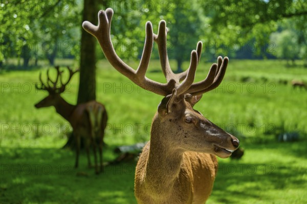 A stag with large antlers looks sideways, the summer meadow in the background, red deer (Cervus elaphus), Hesse, Germany
