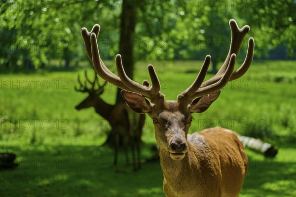 A stag with antlers looks into the camera, surrounded by nature in summer, red deer (Cervus elaphus), Hesse, Germany