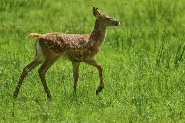 Fawn running playfully and full of joy across the summer meadow, expression of freedom, red deer (Cervus elaphus), Hesse, Germany