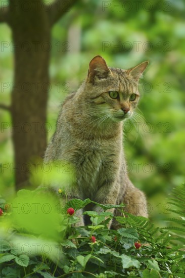 A wildcat sits concentrated in the greenery of the forest and observes its surroundings, Wildcat (Felis silvestris silvestris), Hesse, Germany