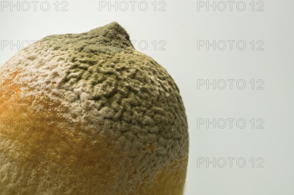 Lemon covered with green and white mold, demonstrating decay process