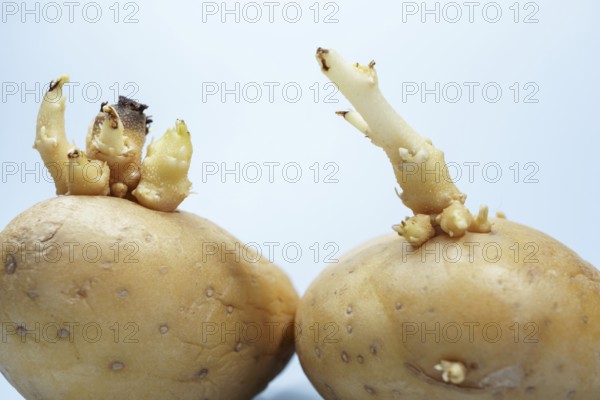 Potatoes developing sprouts, indicating new life and the start of germination