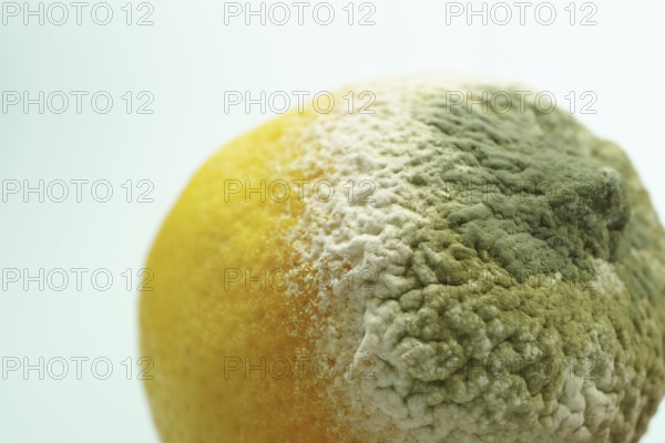 Lemon shows extensive mold growth, representing food waste and decomposition