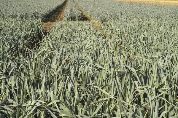 Vibrant leek field in borken, germany with visible tractor tracks leading through crops