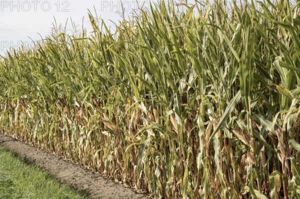Dense cornfield growing beside a dirt path in borken, north-rhine-westphalia, germany