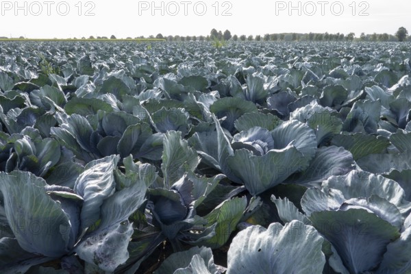 Wide view of lush cabbage plants growing in an agricultural field in borken, germany