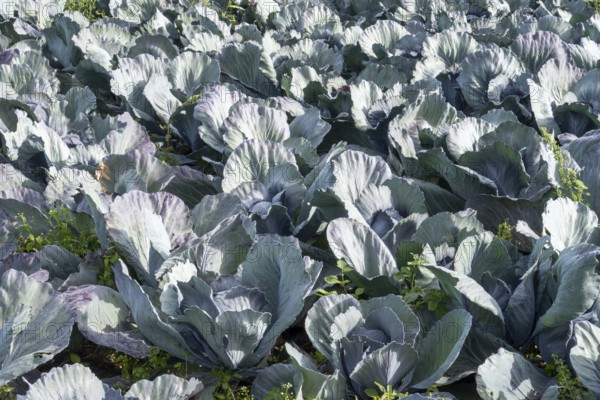 Vibrant rows of cabbages growing in a fertile field under natural daylight